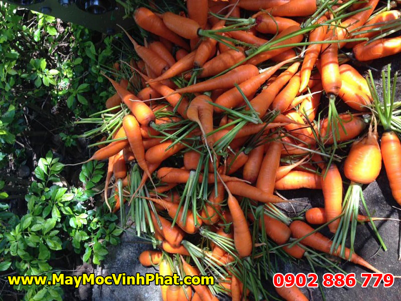 Hiệu quả thực tế củ máy rửa cà rốt, củ cải không gãy cuống của Vĩnh Phát